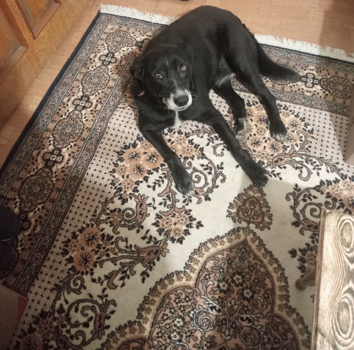 Kediniz/köpeğiniz ne kadar şapşirik?