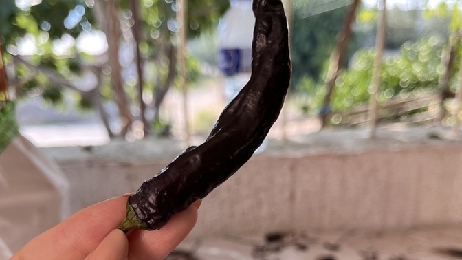 Sizce bu biber ne kadar acıdır?