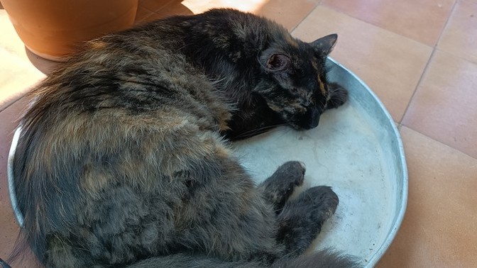 Bir tepsi bayram tatlısı hazırladım. Nasıl olmuş?