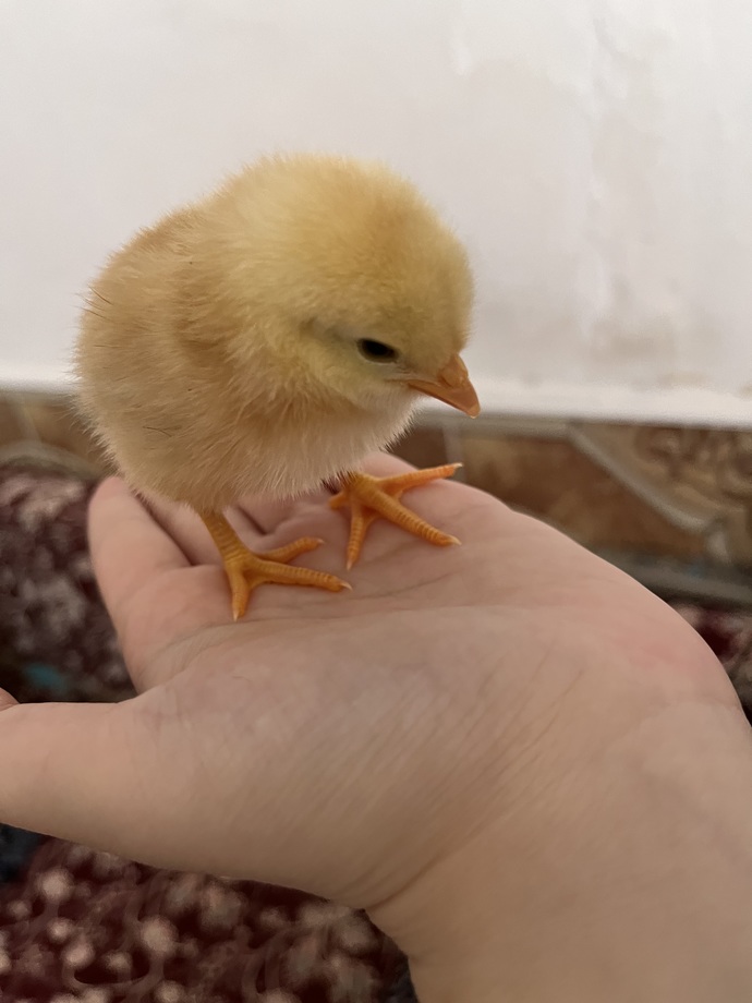 Bu bebeğe kendi adımı koysam egoist olduğum anlaşılır mı?