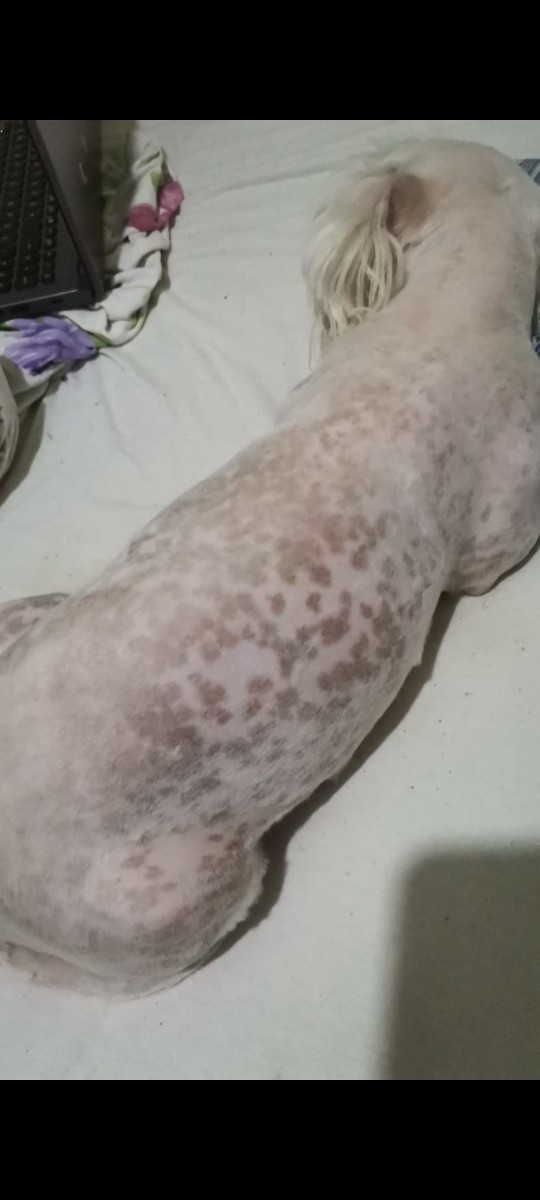 Maltese cinsi köpeğimin cildinde böyle lekeler çıktı, neden çıkmış olabilir?