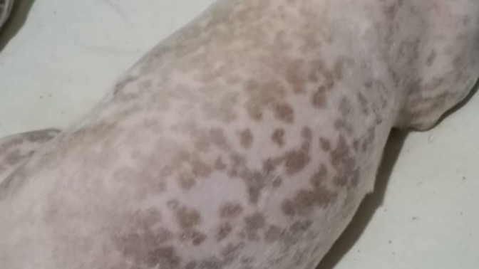 Maltese cinsi köpeğimin cildinde böyle lekeler çıktı, neden çıkmış olabilir?