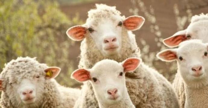 Kurbanınızı kendiniz mi kesersiniz, yoksa başkasına mı kestirirsiniz?