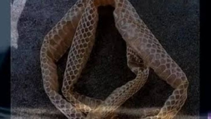 Sinsi insanların en belirgin özelliği nedir?