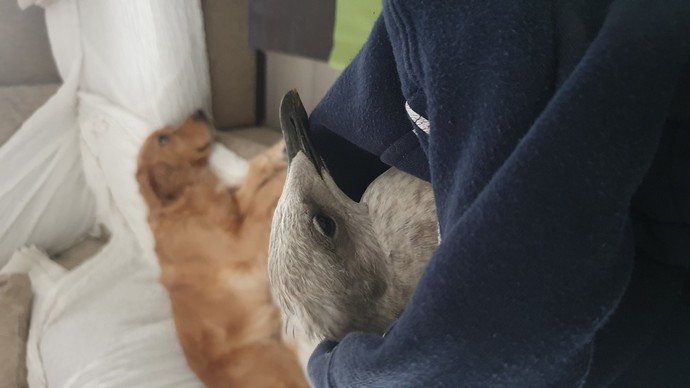Evcil hayvanınız var mı? Köpek besliyor musunuz?