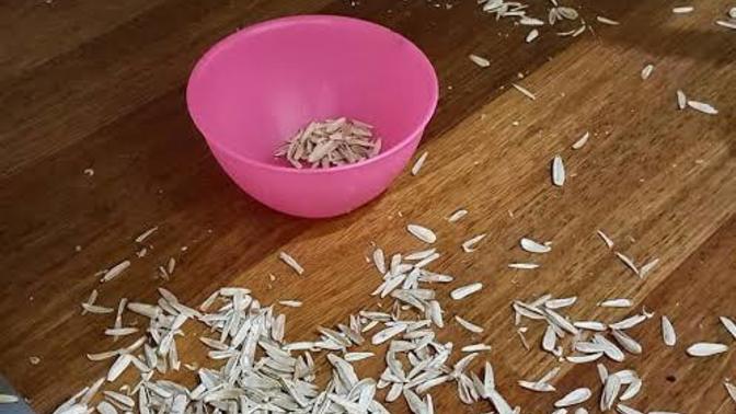 Çekirdek yemeyi bilmeyen misafire nasıl tepki verirsiniz?