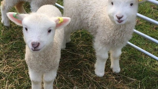 Günaydın 🤪 Kahvaltıda et yediniz mi ya da yiyecek misiniz:))?