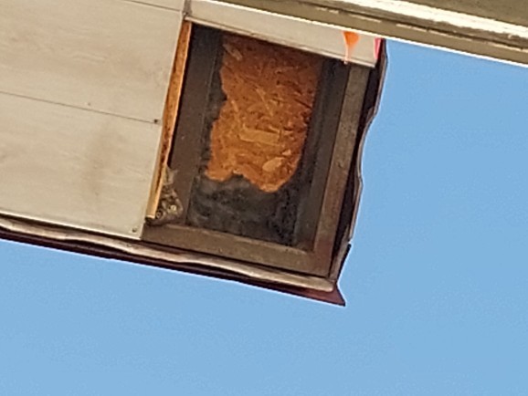 Baykuşlar sabah nasıl ortada?