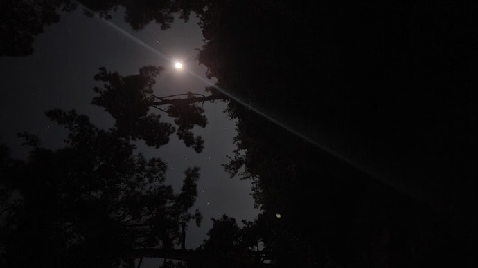 Gece, karanlıkta, ormanda yürüyebilir misiniz?