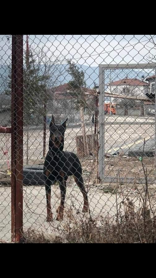 Yatağınızda köpeğinizle uyur muydunuz?