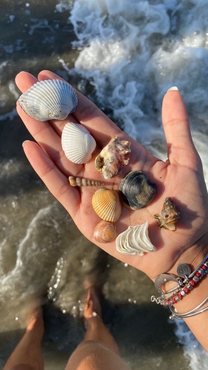 Deniz kabuğu toplamayı sever misiniz 🐚 ?