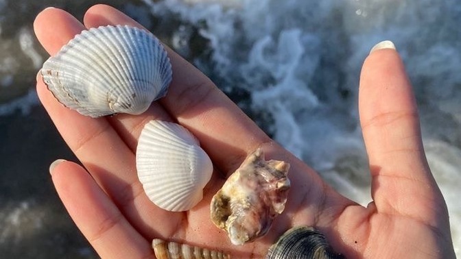 Deniz kabuğu toplamayı sever misiniz 🐚 ?