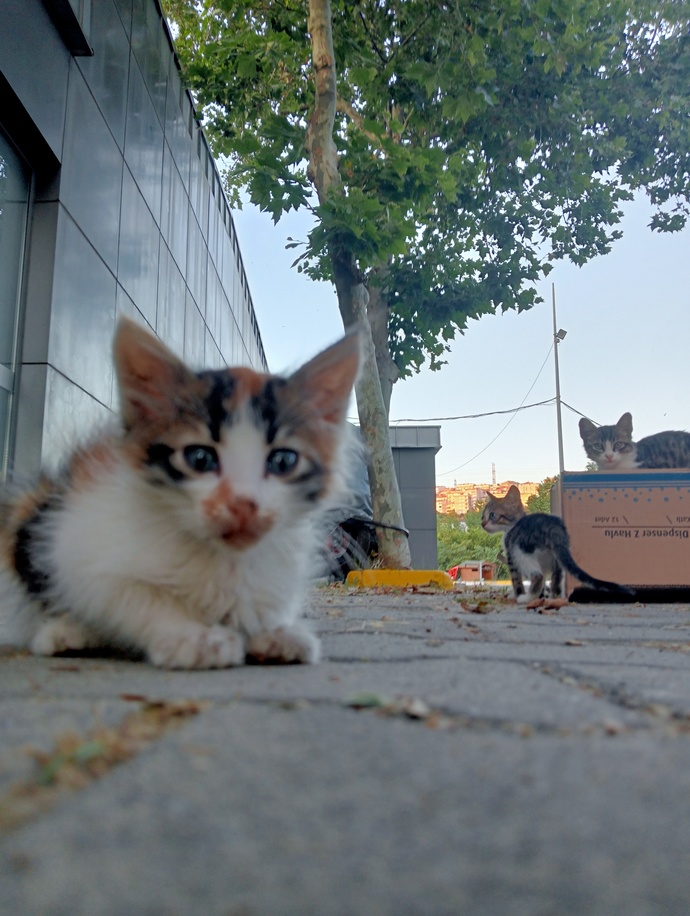 Kedileri çok severim fakat hastalıklarından anlamıyorum bilen varsa veterinere götürülmeli mi bu hayvan?
