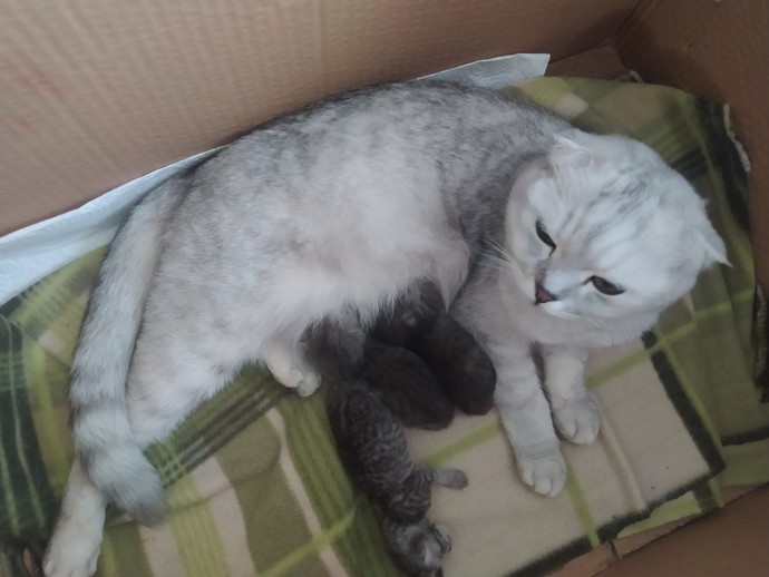 Yeni yavrulara erkek ismi önerisi var mı?