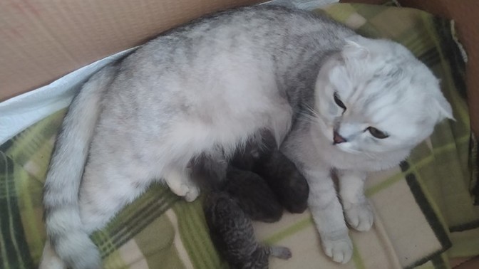 Yeni yavrulara erkek ismi önerisi var mı?