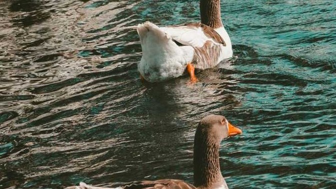 Sence etrafında "ördek sendromlu" insanlar var mıdır?