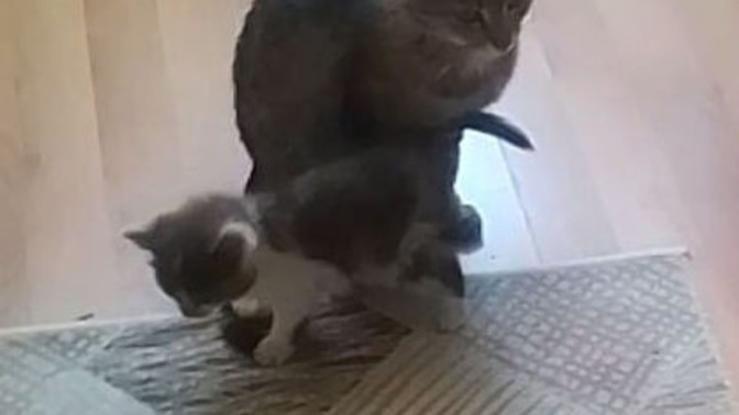 Bunları ben yiyim mi?
