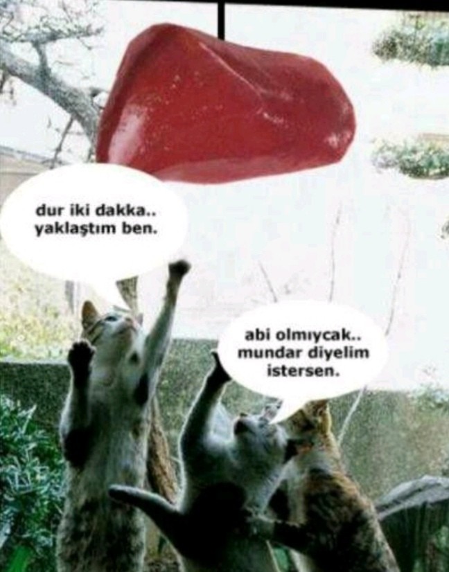 Kedi uzanamadığı ciğere mundar dermiş. Bu söz doğru mu?