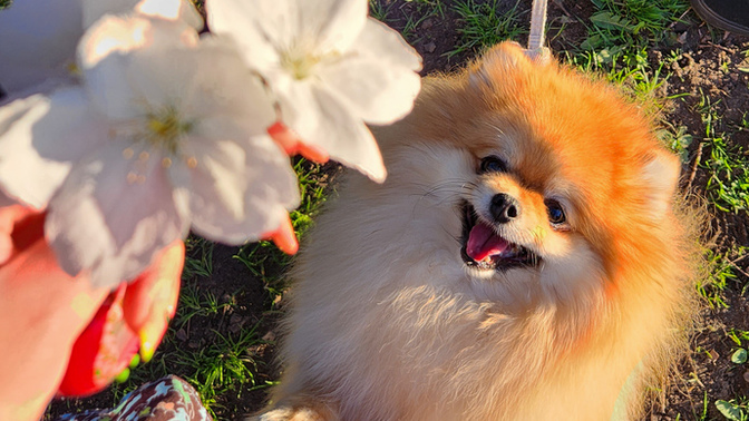 Siz de benim gibi köpeğinize/kedinize takma isim kullanıyor musunuz?