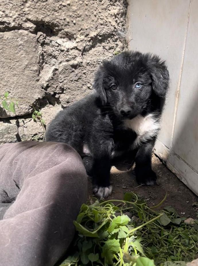 Köpek besleyen var mı?