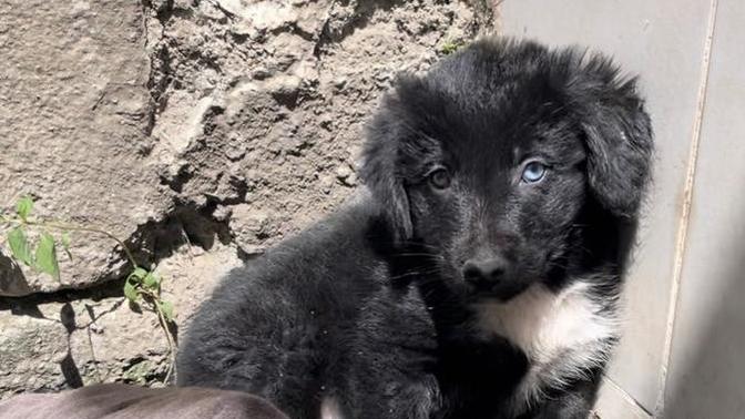 Köpek besleyen var mı?