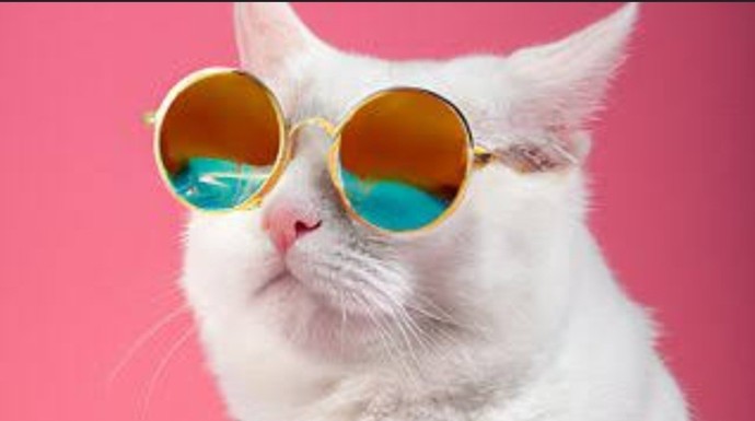 Kedi sahipleneceğim, nelere dikkat etmem gerekir 😺?