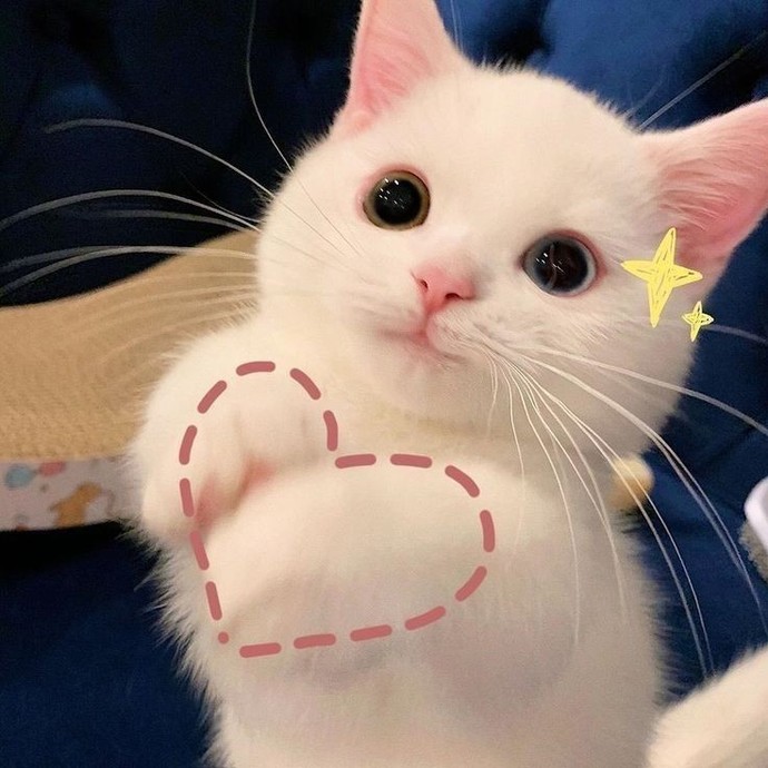 Kedi sevmeyen biriyle sevgili olabilir misin?