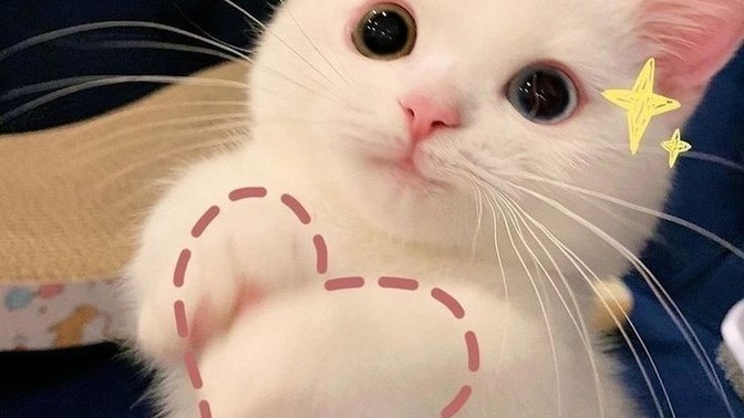 Kedi sevmeyen biriyle sevgili olabilir misin?