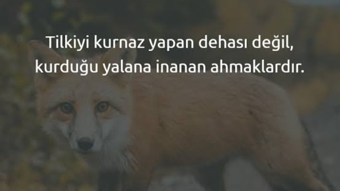 Saf mı, kurnaz mısın?