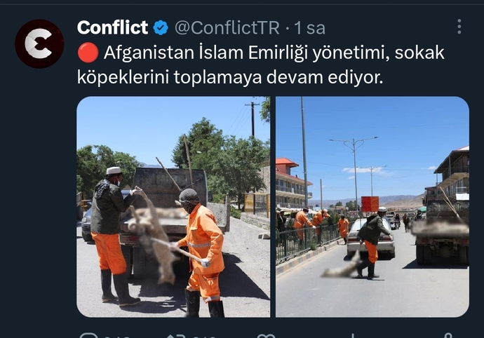 Afganistanda sokak köpekleri toplanıyor! Şimdi biz mi gericiyiz onlar mı?