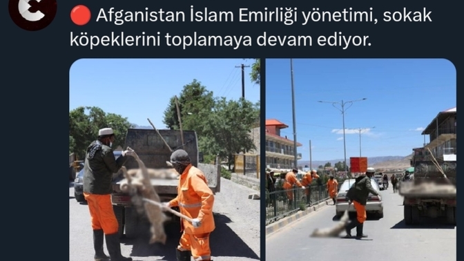 Afganistan'da sokak köpekleri toplanıyor! Şimdi biz mi gericiyiz onlar mı?