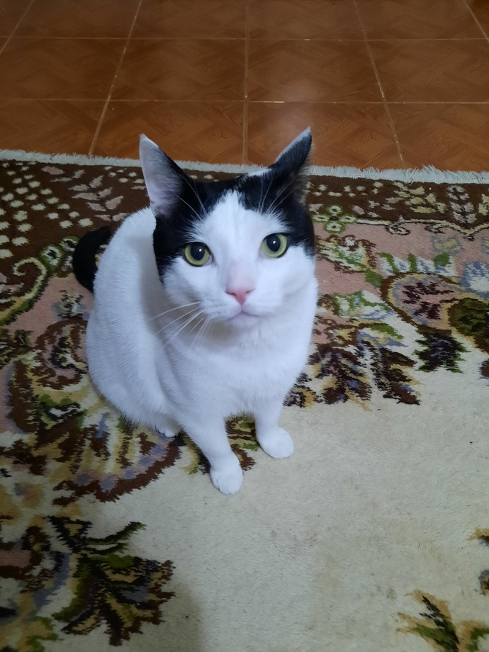 Kedimdeki asalet nasıl sizce?