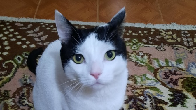 Kedimdeki asalet nasıl sizce?