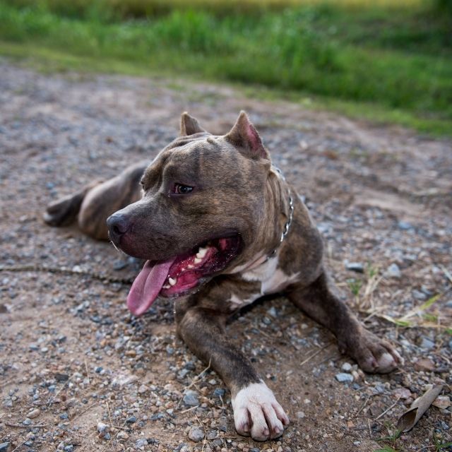 Pitbull sizce nasıl bir hayvan?