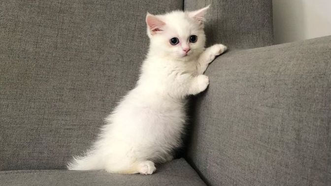 Kedi sahiplendim, isim önerisi verir misiniz?