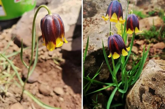 Elazığda yeni bir ters lale türü keşfedildi, sizce nasıl?