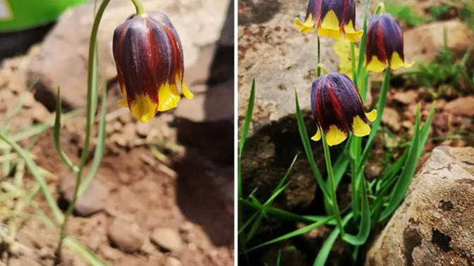 Elazığ'da yeni bir ters lale türü keşfedildi, sizce nasıl?
