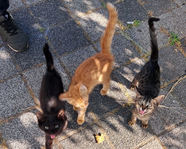 3 farklı renkte kedi nasıl kardeş nasıl olabilir?