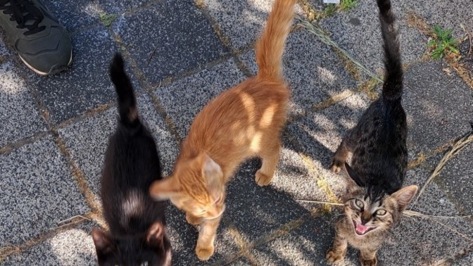 3 farklı renkte kedi nasıl kardeş nasıl olabilir?