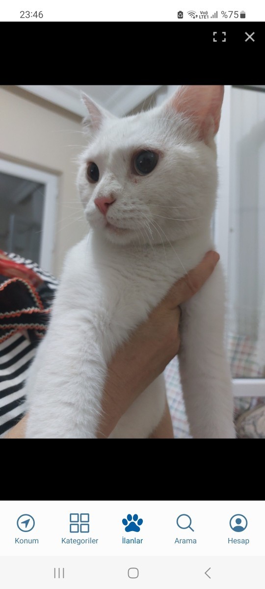 Terk edilmiş bir beyaz kedi var, sokakta ölür mü?