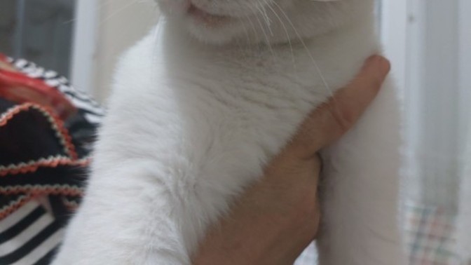 Terk edilmiş bir beyaz kedi var, sokakta ölür mü?