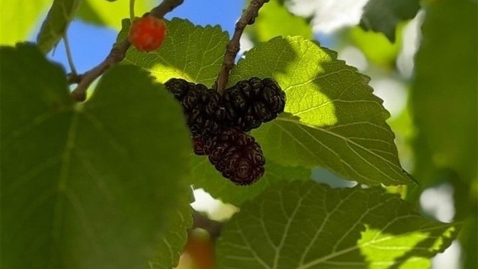Beyaz Dut mu seversiniz KaraDut mu?