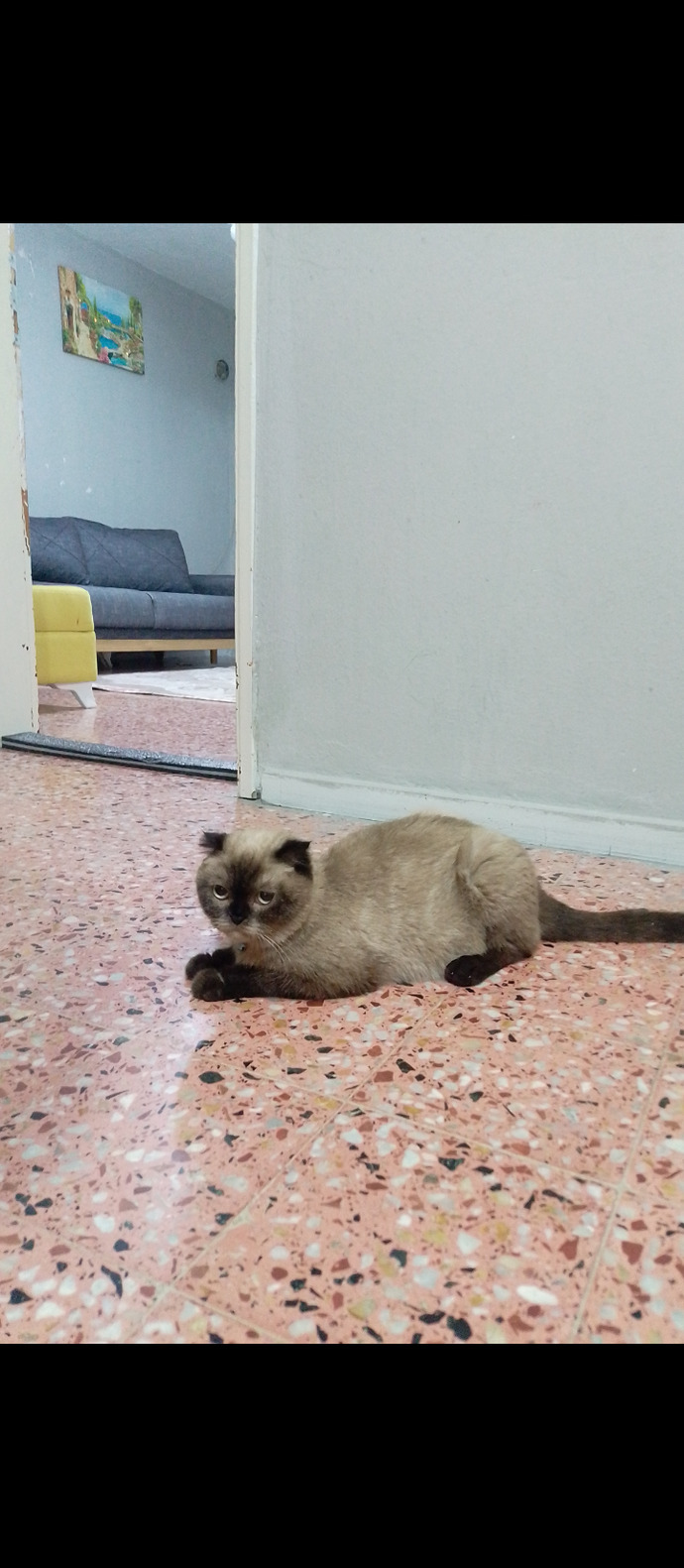 Bir arkadaşımın kedisi😺