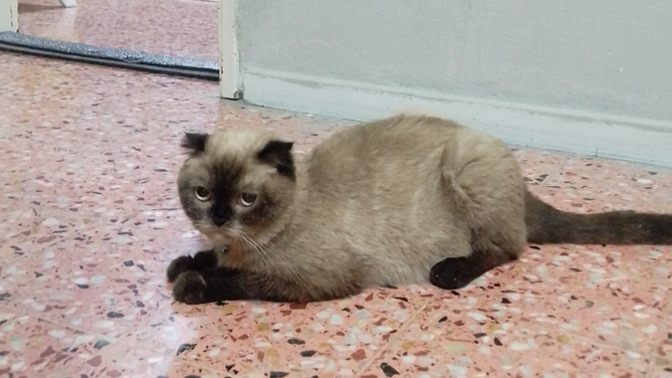 Hiç hayatınızda kedi beslediniz mi, kedileri sever misiniz?