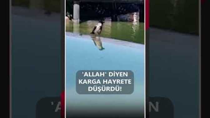 Allah diyen karga haber konusu oldu. Dinsizleri inandırmak artık hayvanlara mı düştü yoksa 😄?