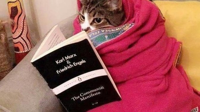 Kedinin çok sevdiği bir oyun var mı?