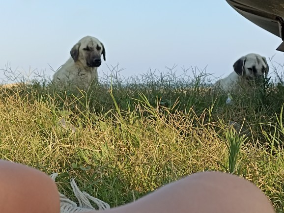 Anlık görsel paylaşır mısınız?