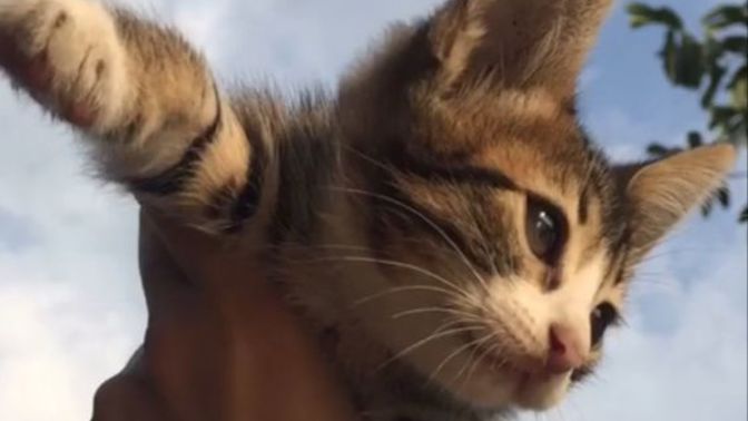 Yıl dönümümüz için sevgilime kedi alsam saçma mı olur?