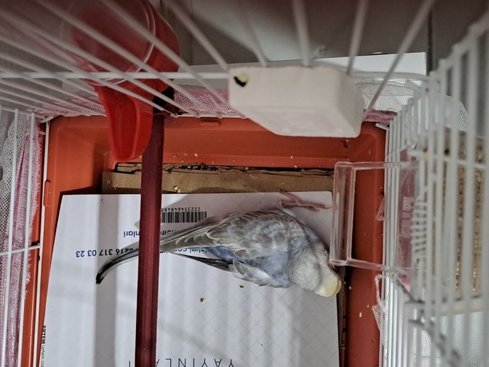 Kuşum ölmek üzere olduğum yerde veteriner yok merkeze 4 saat uzakta olduğum ilçe yardım edin nolur napmaliyim?