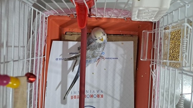 Kuşum ölmek üzere olduğum yerde veteriner yok merkeze 4 saat uzakta olduğum ilçe yardım edin nolur napmaliyim?